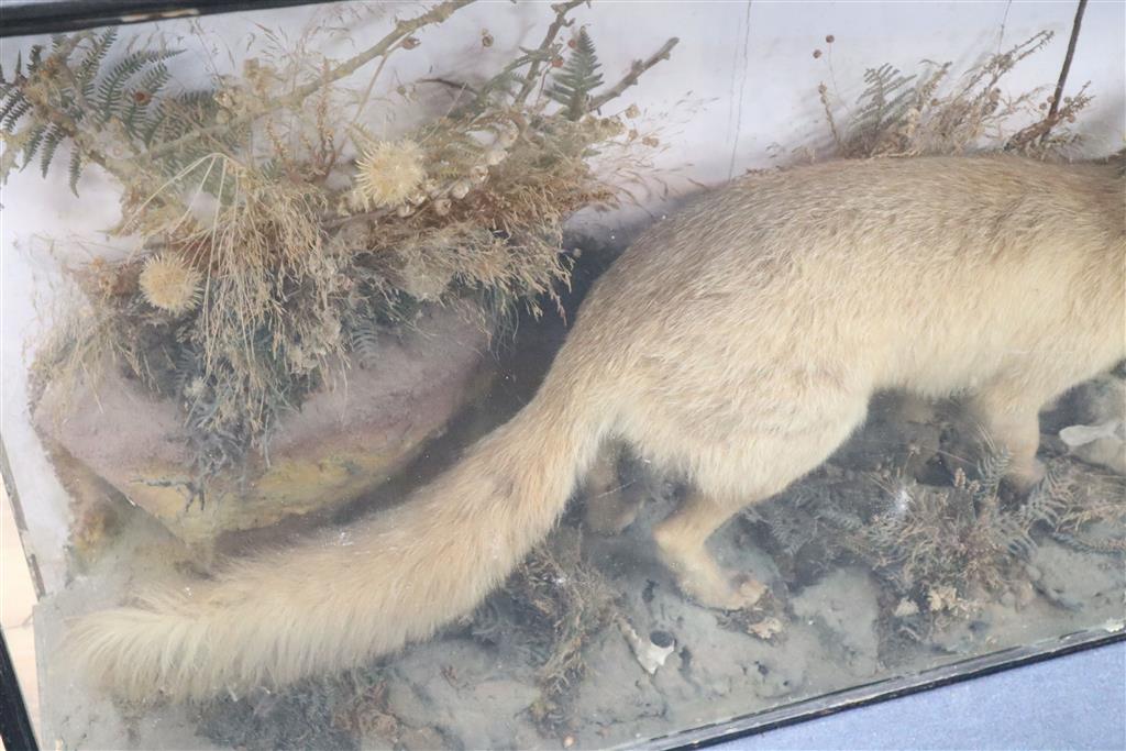 An early 20th century taxidermy fox catching a rabbit, cased, 110 x 65cm